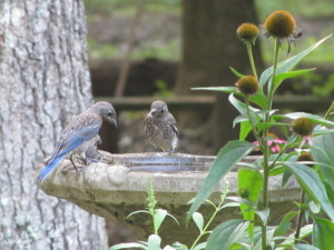 bluebird fledglings