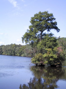 Bald Cypress in the Pocomoke River